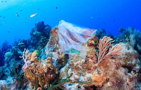 4 דרכים להציל את כדור הארץ: משקית מתמוססת במים ועד ביו-פלסטיק ישראלי