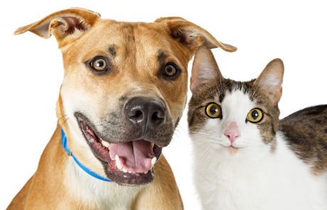 הכלבים והחתולים בהלם: יש ביטוח בריאות גם לחיות מחמד